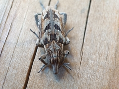 Coniocleonus excoriatus