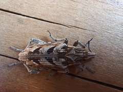 Coniocleonus excoriatus