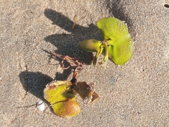 Avicennia marina