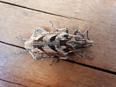 Coniocleonus excoriatus