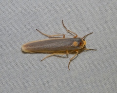 Sozusa scutellata