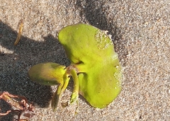 Avicennia marina