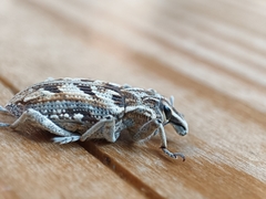 Coniocleonus excoriatus