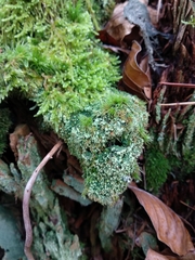 Trapeliopsis pseudogranulosa