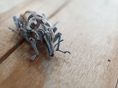 Coniocleonus excoriatus