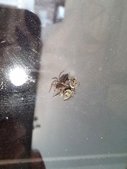 Salticinae