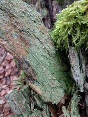 Trapeliopsis pseudogranulosa