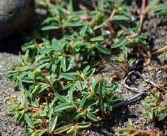 Euphorbia polygonifolia