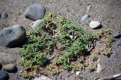 Euphorbia polygonifolia
