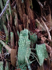 Trapeliopsis pseudogranulosa