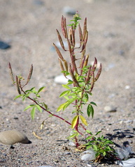 Polanisia dodecandra dodecandra