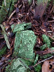 Trapeliopsis pseudogranulosa