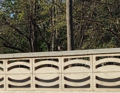 Phoenicurus ochruros