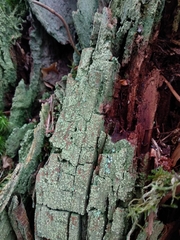 Trapeliopsis pseudogranulosa