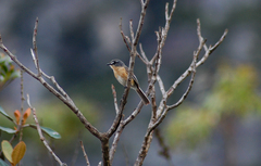 Polystictus superciliaris