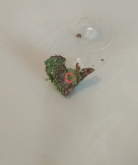 Trapeliopsis pseudogranulosa