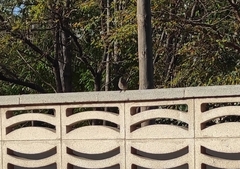 Phoenicurus ochruros