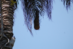 Psarocolius decumanus