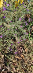 Echium vulgare