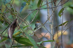 Poecilotriccus plumbeiceps