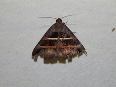 Grammodes congenita