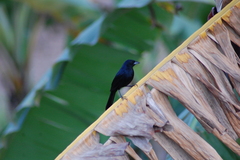 Tachyphonus coronatus