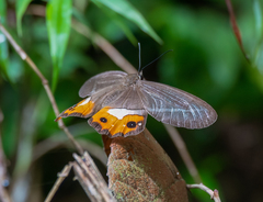 Pierella nereis