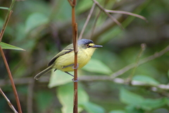 Todirostrum poliocephalum