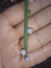 Rhipsalis