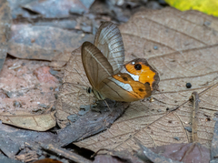 Pierella nereis