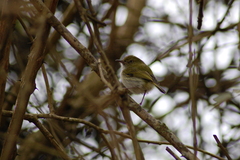 Hemitriccus nidipendulus