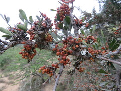 Searsia longispina