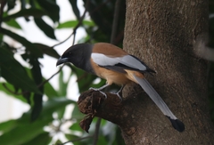 Dendrocitta vagabunda