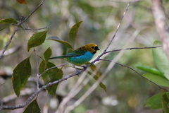 Tangara cyanoventris