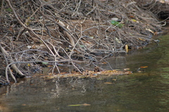 Serpophaga nigricans