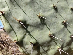 Opuntia streptacantha
