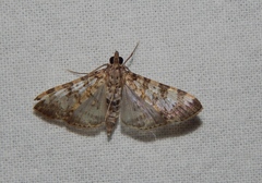 Dysallacta negatalis