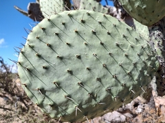 Opuntia streptacantha