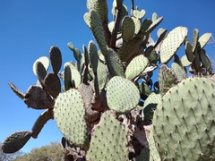 Opuntia streptacantha