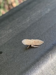 Ledromorpha planirostris