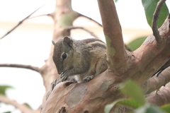 Funambulus palmarum