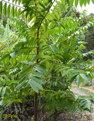 Annona