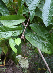 Annona