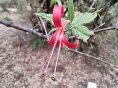 Anisacanthus quadrifidus