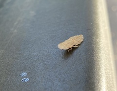 Ledromorpha planirostris