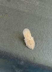 Ledromorpha planirostris