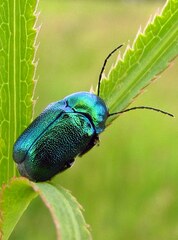 Cryptocephalus sericeus