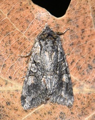 Dichonia convergens