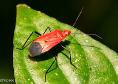 Dindymus sanguineus