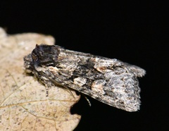 Dichonia convergens